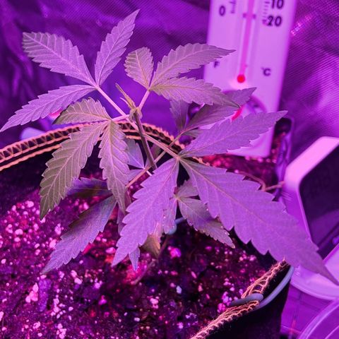 Haze XL growlog photo: 1:00pm
