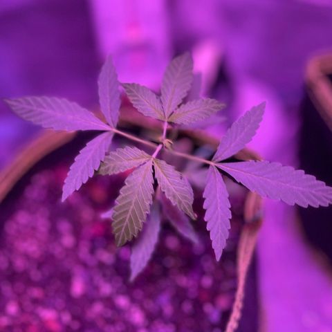 Haze XL growlog photo: 1:00pm
