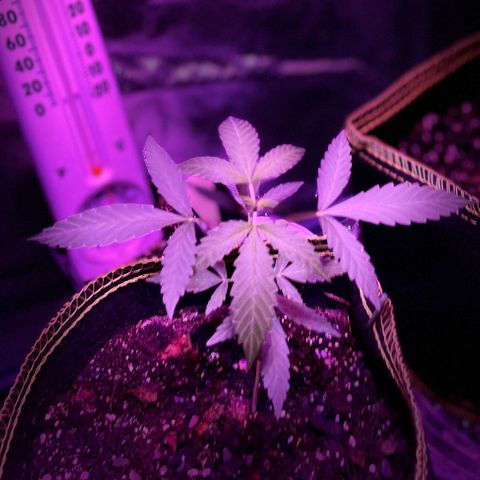 Haze XL growlog photo: 1:00pm