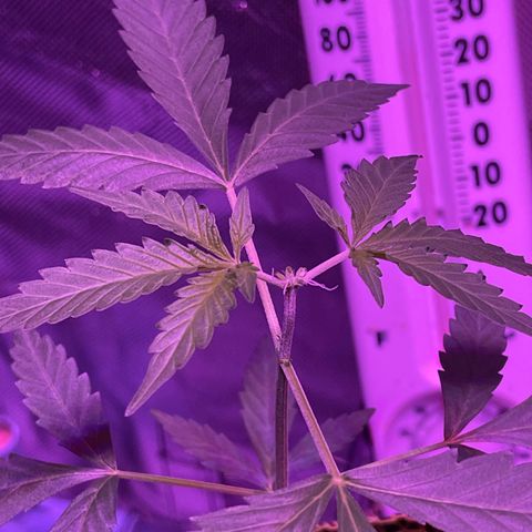 Haze XL growlog photo: 12:00pm