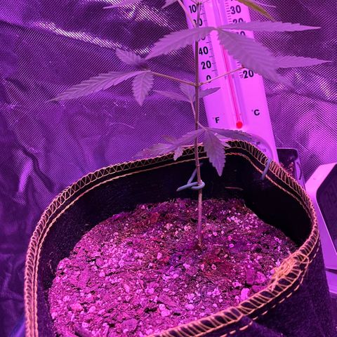 Haze XL growlog photo: 12:00pm