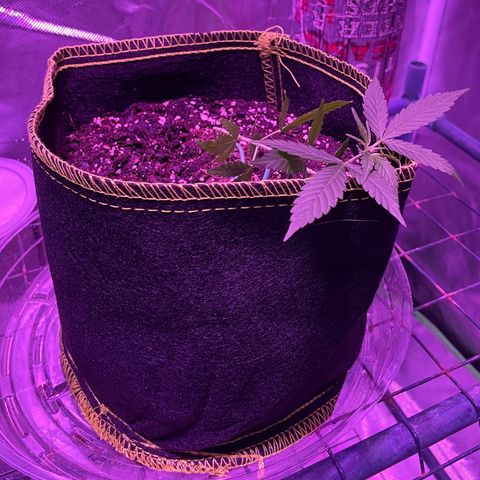 Haze XL growlog photo: 12:00pm