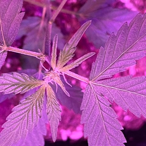 Haze XL growlog photo: 12:00pm