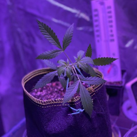 Haze XL growlog photo: 12:00pm