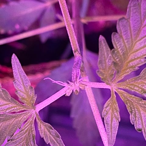Haze XL growlog photo: 12:00pm