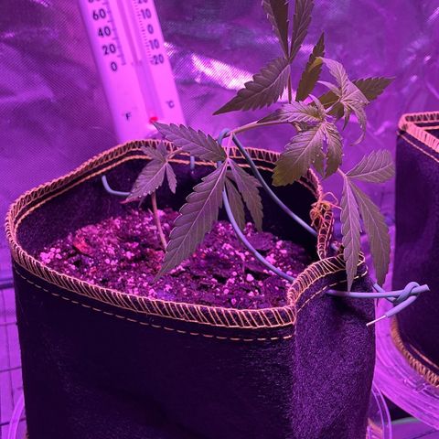 Haze XL growlog photo: 12:00pm