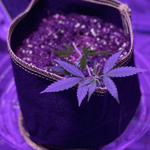 Haze XL growlog photo: 12:00pm