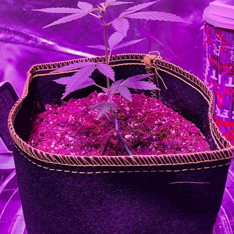 Haze XL growlog photo: 12:00pm
