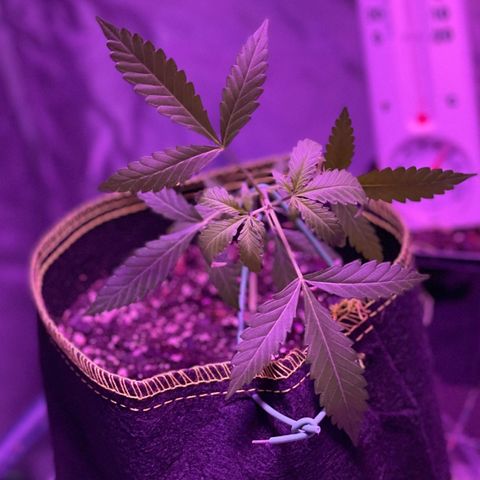 Haze XL growlog photo: 12:00pm