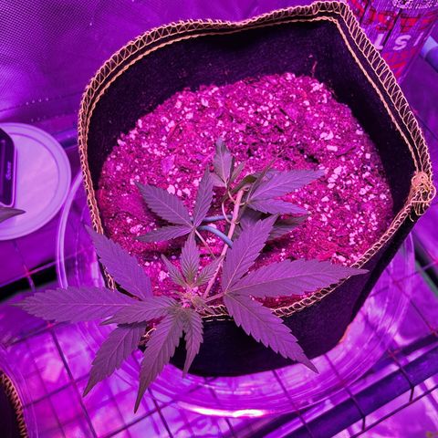 Haze XL growlog photo: 8:30pm