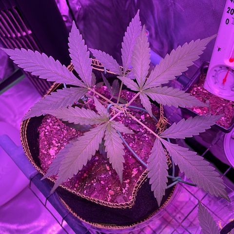 Haze XL growlog photo: 8:30pm