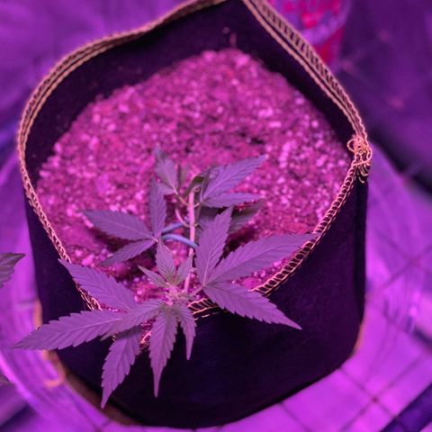 Haze XL growlog photo: 8:30pm