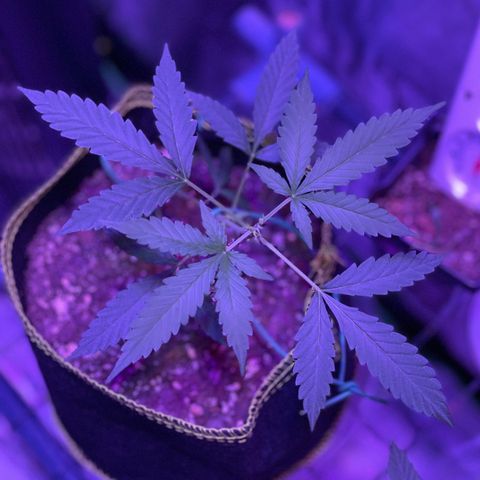 Haze XL growlog photo: 8:30pm