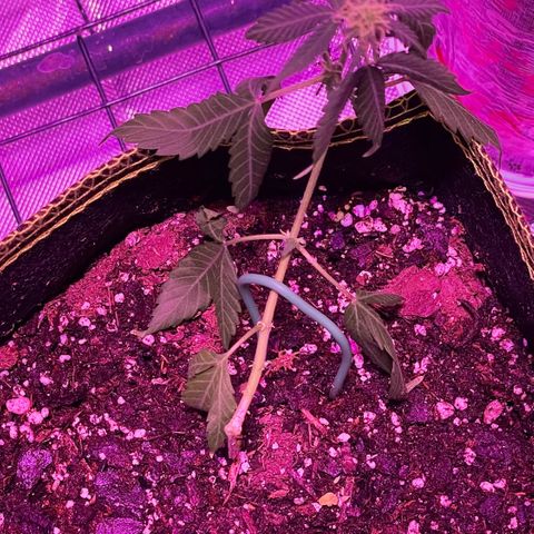 Haze XL growlog photo: 1:30pm