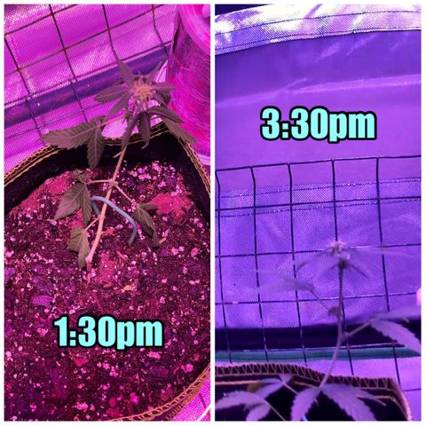 Haze XL growlog photo: 1:30pm