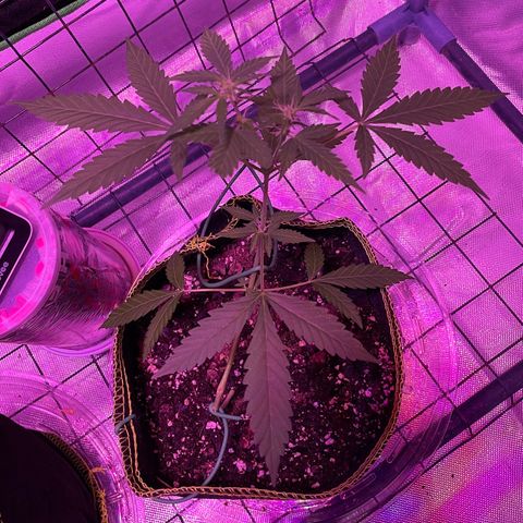 Haze XL growlog photo: 1:30pm
