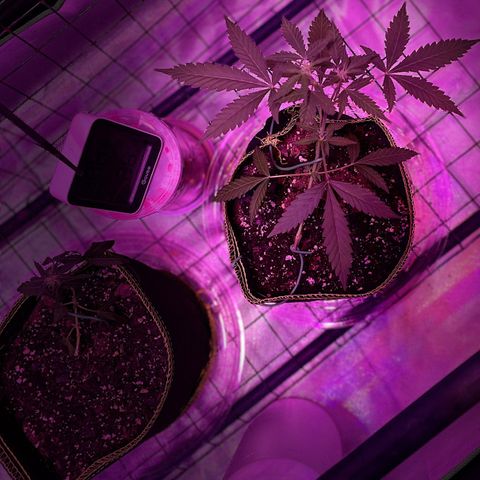 Haze XL growlog photo: 1:30pm