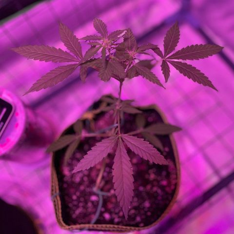 Haze XL growlog photo: 1:30pm