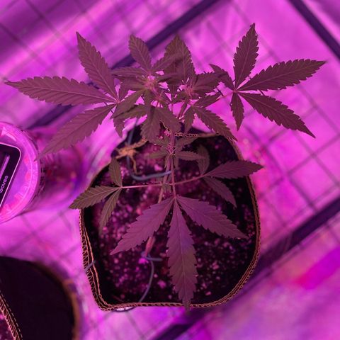 Haze XL growlog photo: 1:30pm