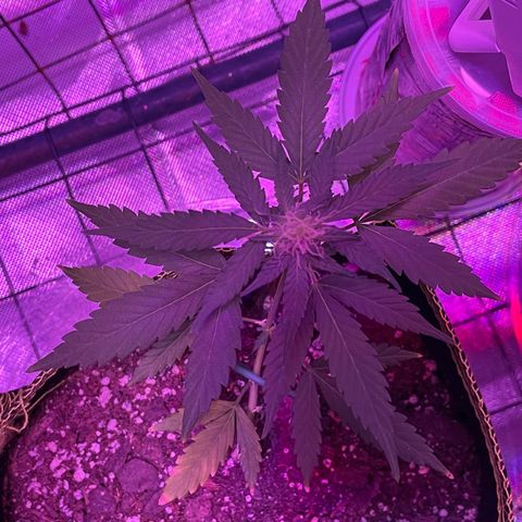Haze XL growlog photo: 12:15pm