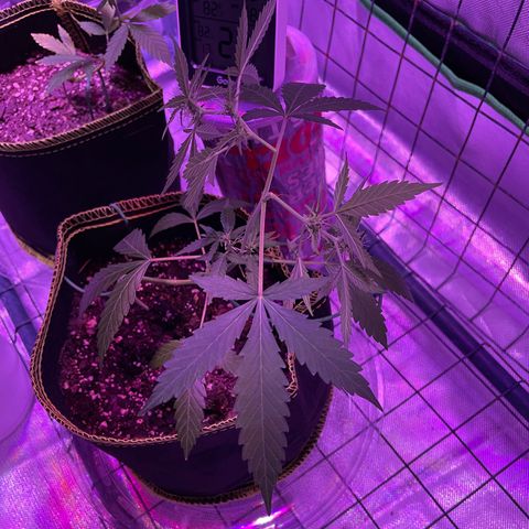 Haze XL growlog photo: 12:15pm