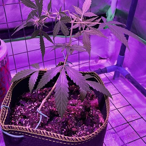 Haze XL growlog photo: 12:15pm