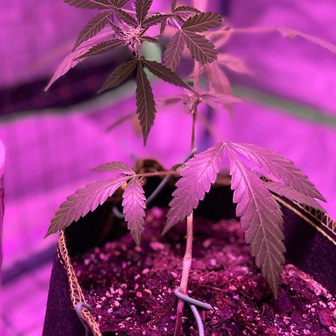 Haze XL growlog photo: 12:15pm