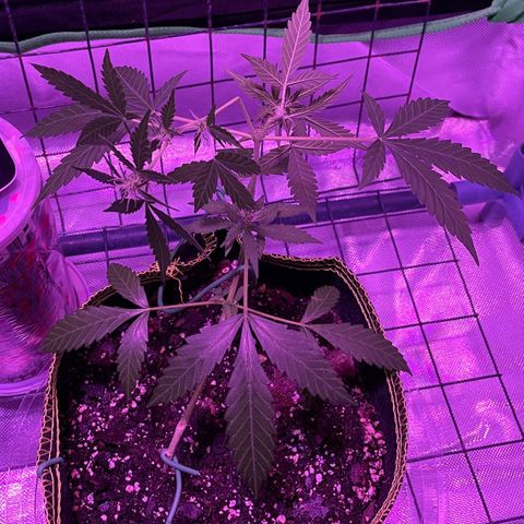 Haze XL growlog photo: 12:15pm