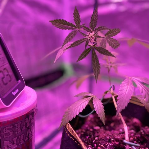 Haze XL growlog photo: 12:15pm
