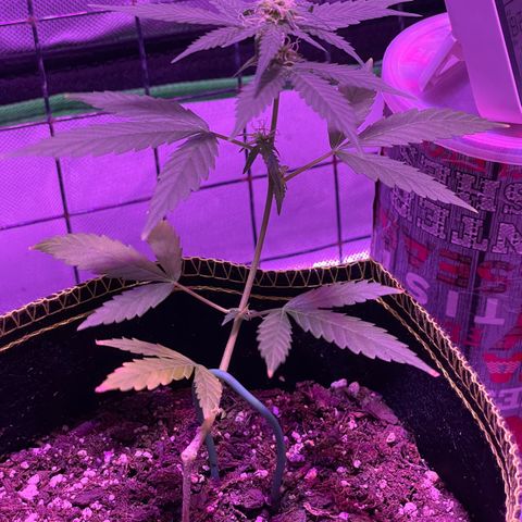 Haze XL growlog photo: 12:15pm