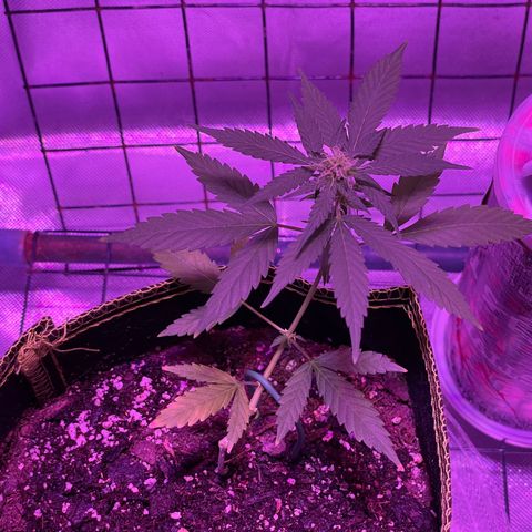 Haze XL growlog photo: 12:15pm
