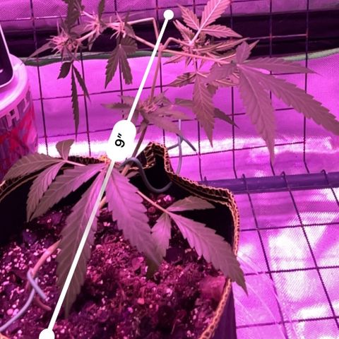 Haze XL growlog photo: 12:15pm