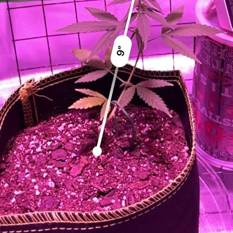 Haze XL growlog photo: 12:15pm