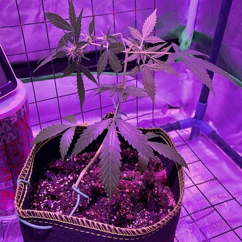 Haze XL growlog timeline photo