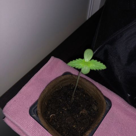 Génétique inconnue growlog timeline photo