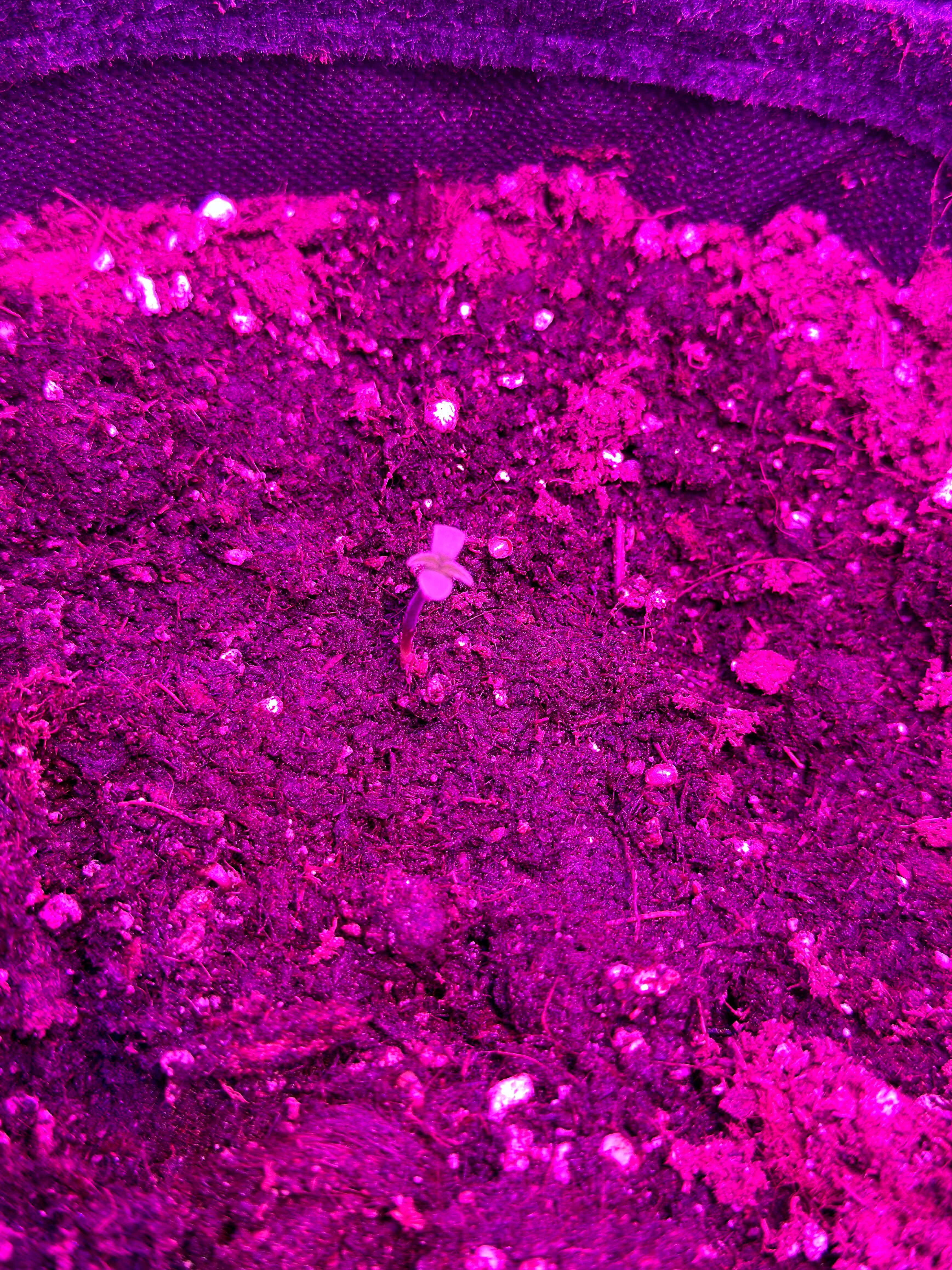 Hyperion F1 #5 growlog header