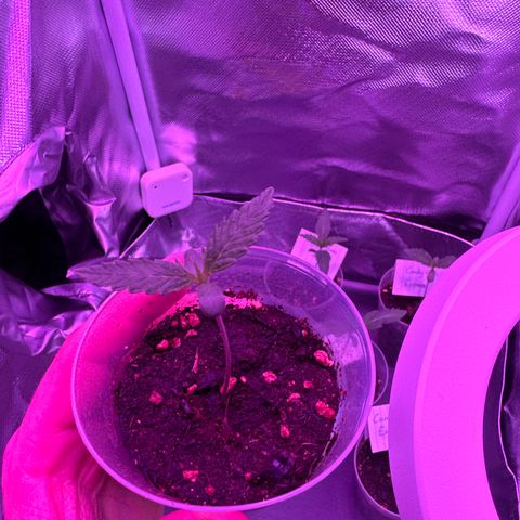 White Widow Automatic #2 growlog timeline photo