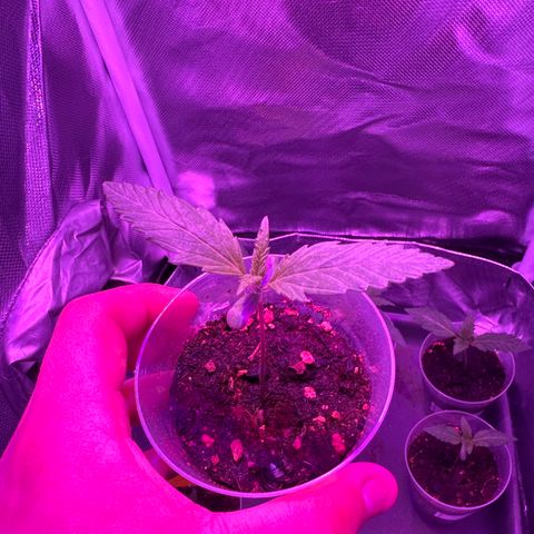White Widow Automatic #2 growlog timeline photo