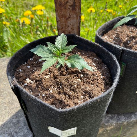 White Widow Automatic #1 growlog timeline photo