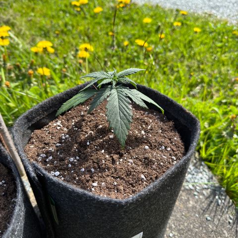 White Widow Automatic #2 growlog timeline photo