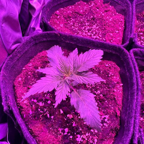 White Widow Automatic #1 growlog timeline photo