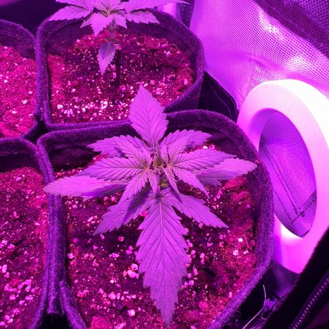 White Widow Automatic #2 growlog timeline photo