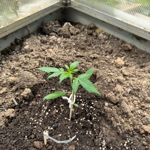 White Widow Automatic growlog timeline photo