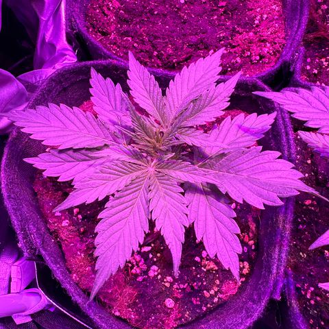 White Widow Automatic #1 growlog timeline photo