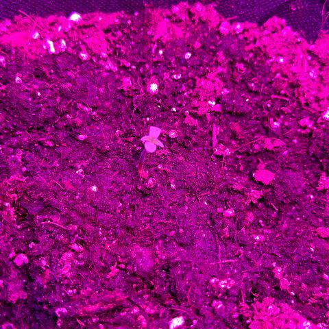 Hyperion F1 #5 growlog photo