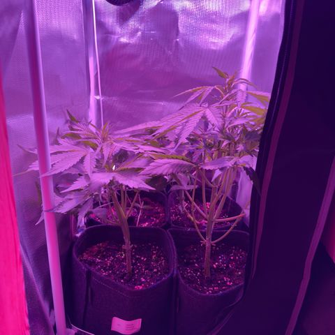 White Widow Automatic #2 growlog timeline photo