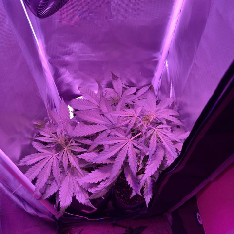 White Widow Automatic #2 growlog timeline photo
