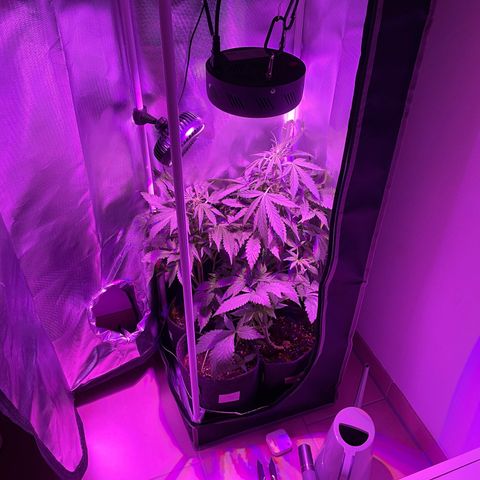 Hyperion F1 #5 growlog photo