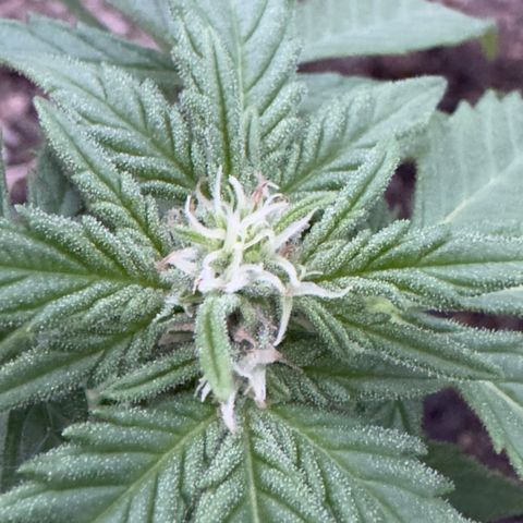 White Widow Automatic growlog timeline photo