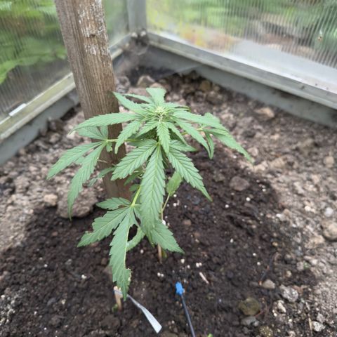 White Widow Automatic growlog timeline photo